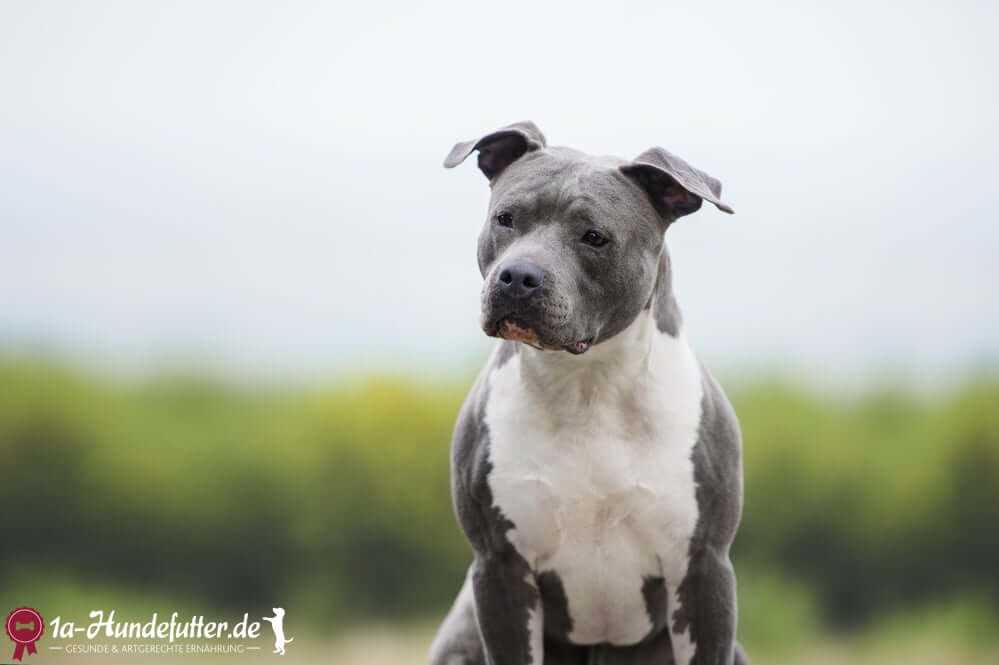 Was bedeutet adulte Hunde? – Grundlegende Informationen und Ratschläge für Hundebesitzer