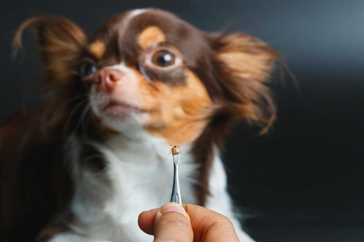 1. Schutz durch spezielle Halsbänder