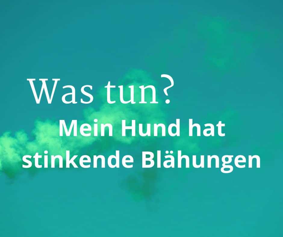 Was hilft gegen Blähungen beim Hund?