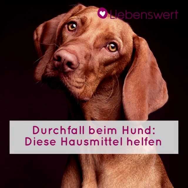 Vorbeugung von Durchfall beim Hund