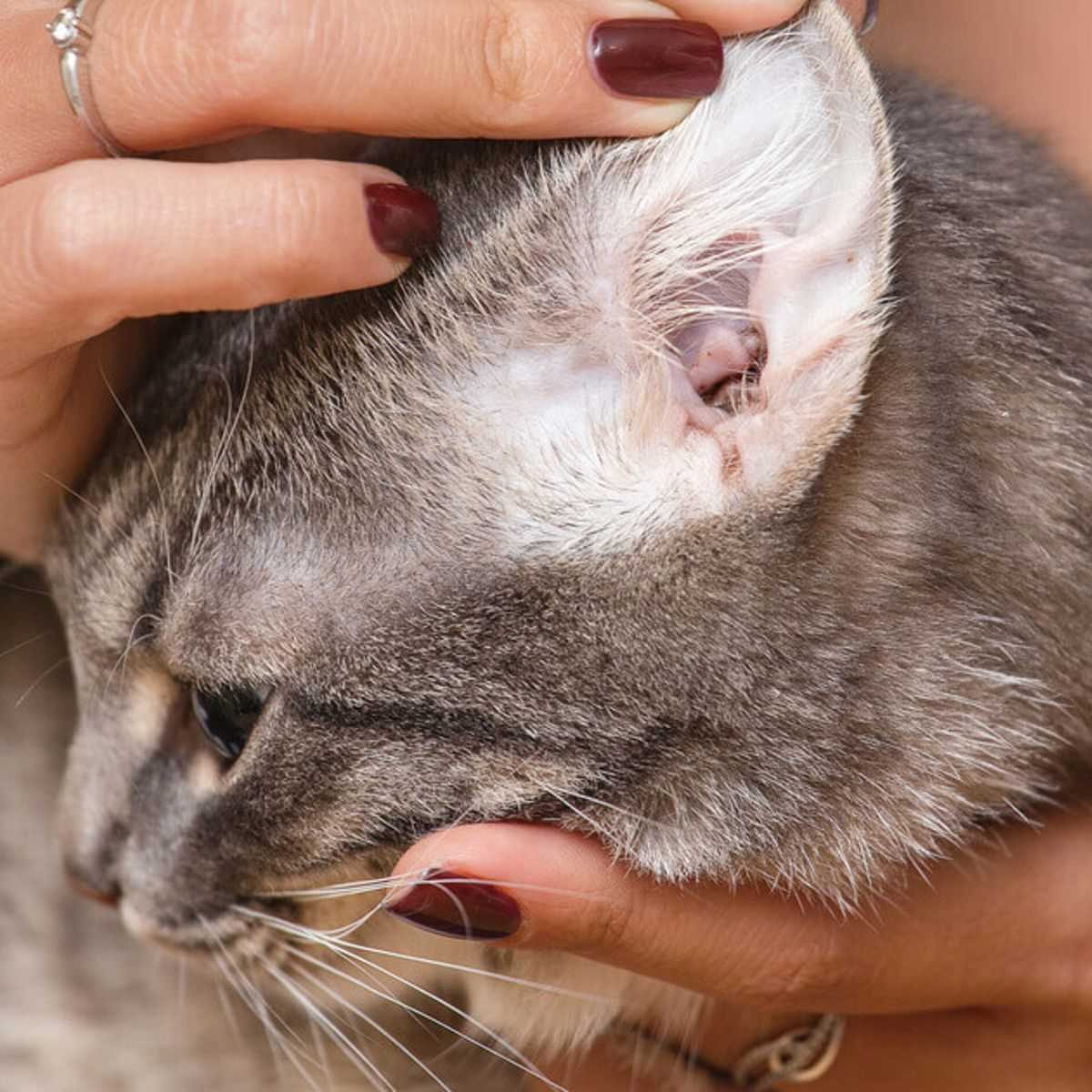 Was hilft gegen Milben bei Katzen? – Hausmittel für die Behandlung