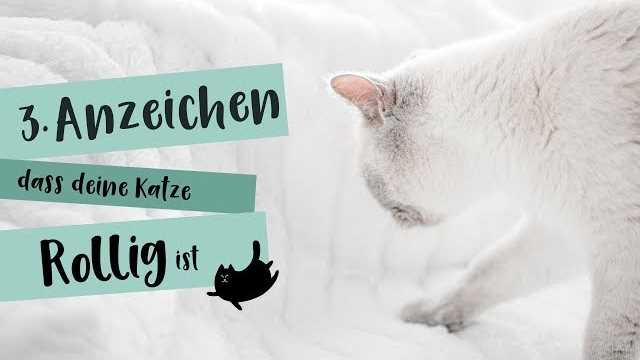 Natürliche Methoden zur Beruhigung rolliger Katzen