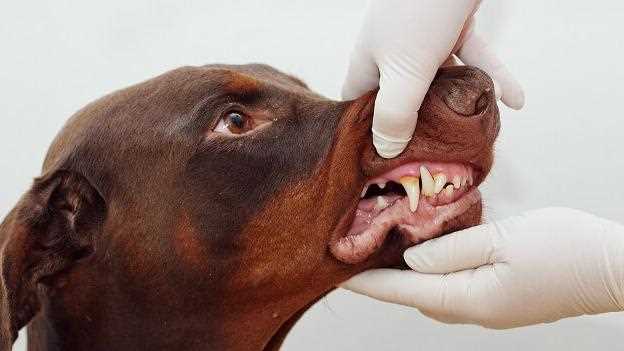 5. Regelmäßige Kontrollen beim Tierarzt
