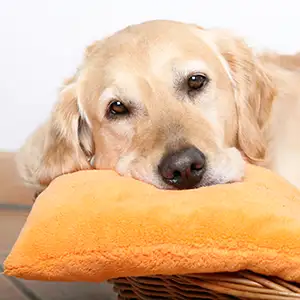 Worauf sollte man bei der Auswahl von probiotischen Nahrungsergänzungsmitteln für Hunde achten?