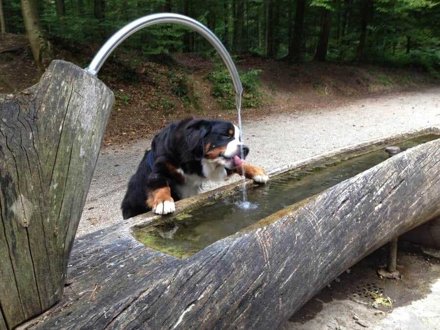 6. Tierarzt konsultieren