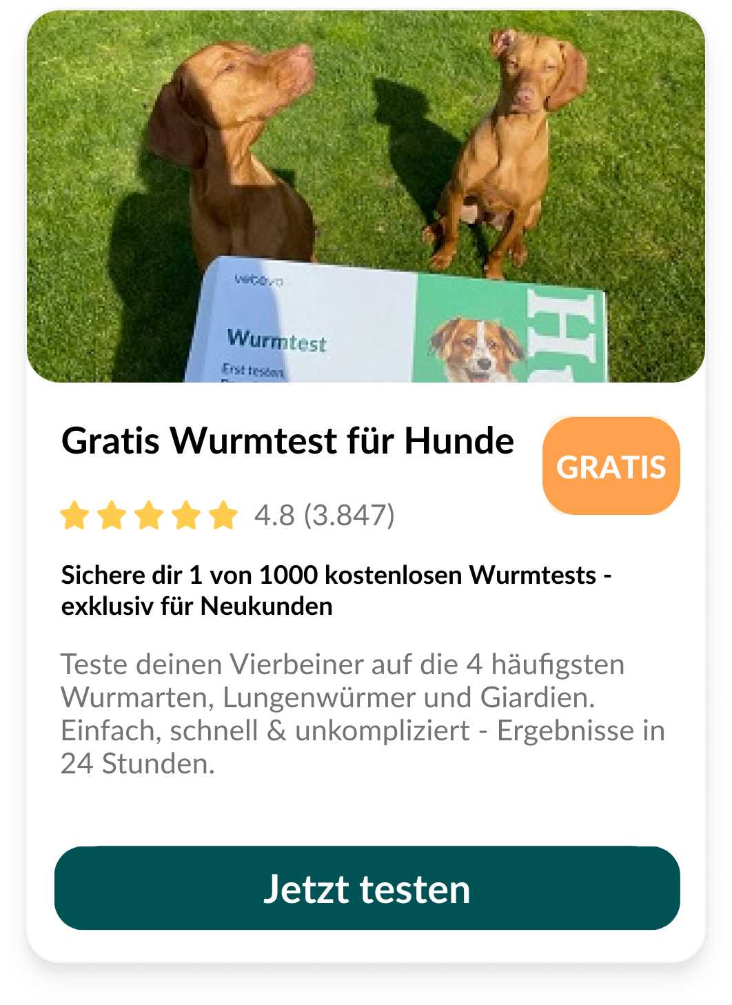 Schnelle Hilfe bei Verstopfung beim Hund