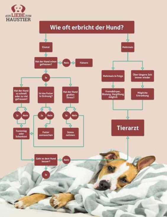 Symptome von Durchfall und Erbrechen beim Hund