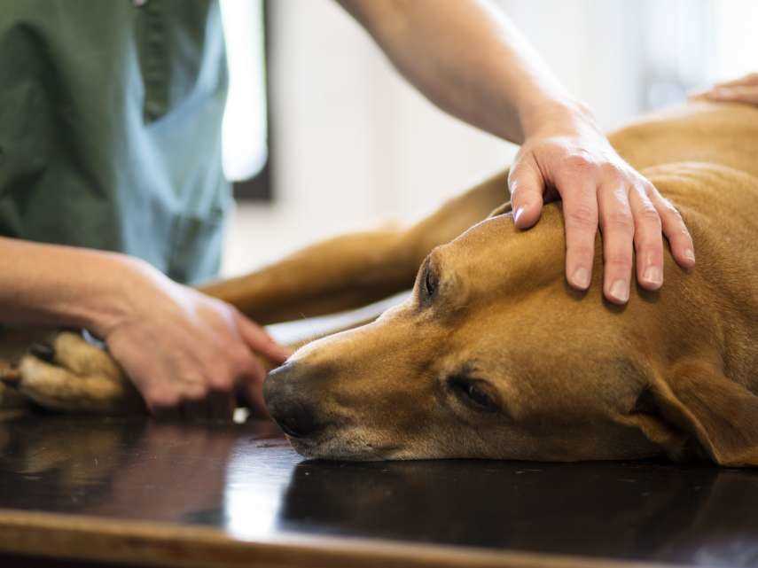 Erbrechen beim Hund