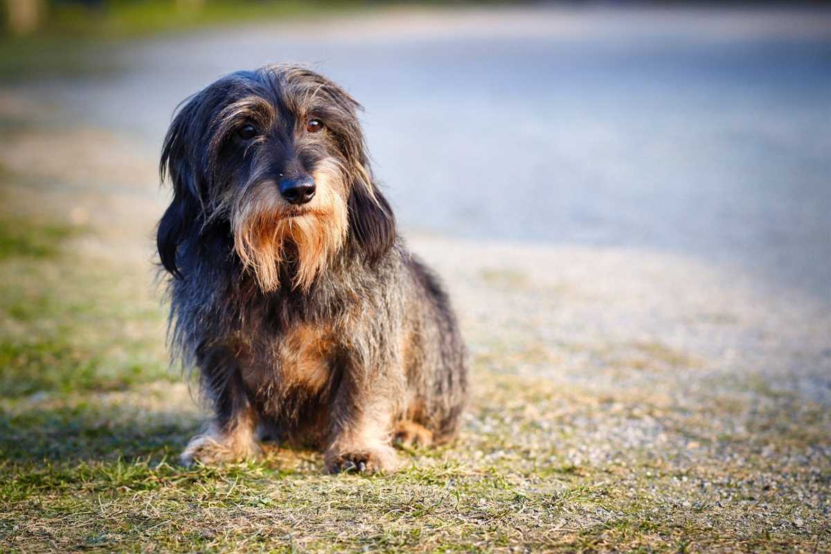 Was ist Cushing beim Hund? Symptome, Diagnose und Behandlungsmöglichkeiten