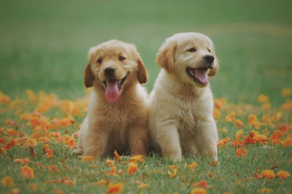 Sparfüchse aufgepasst: Günstige Hunde für sparsame Halter