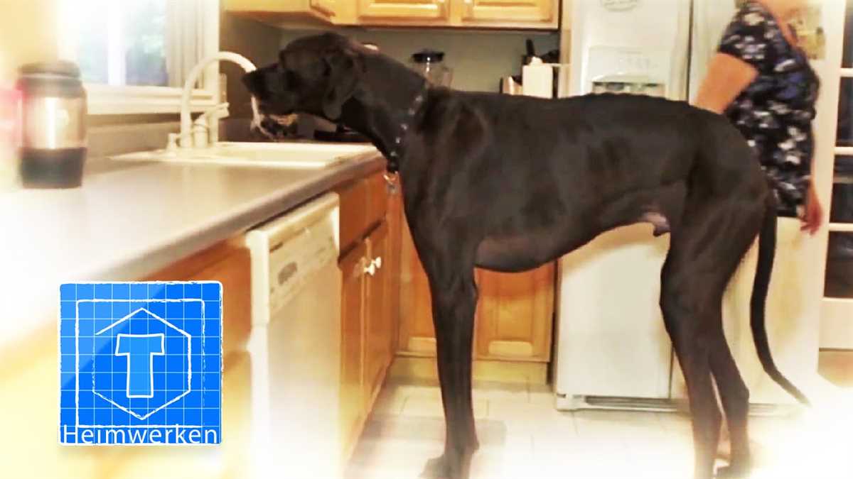 2. Der längste Hund der Welt