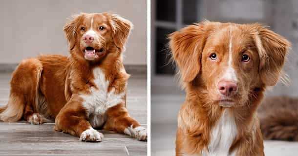 Der majestätische Deutsche Schäferhund