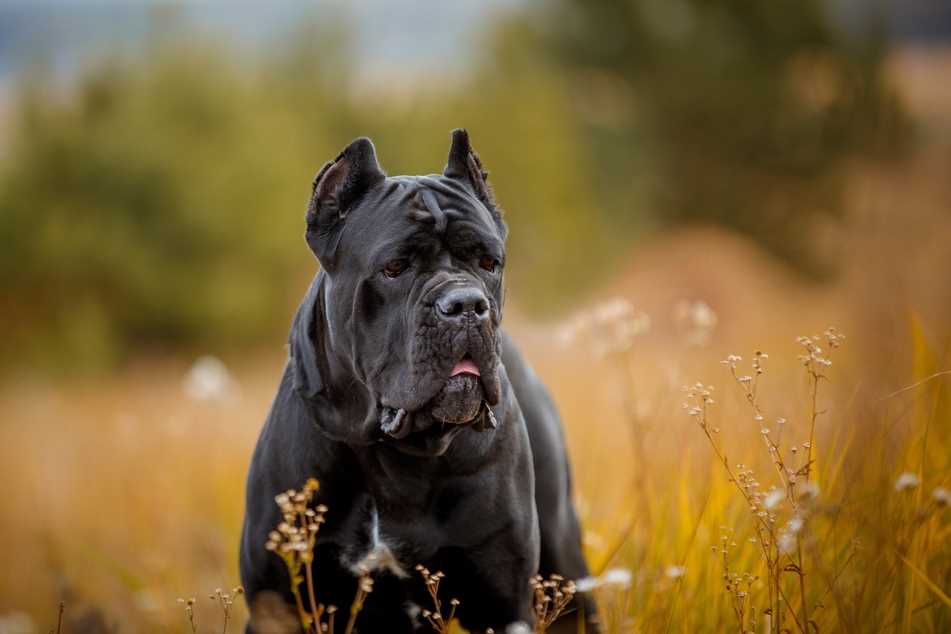 Die größten und muskulösesten Hunde der Welt