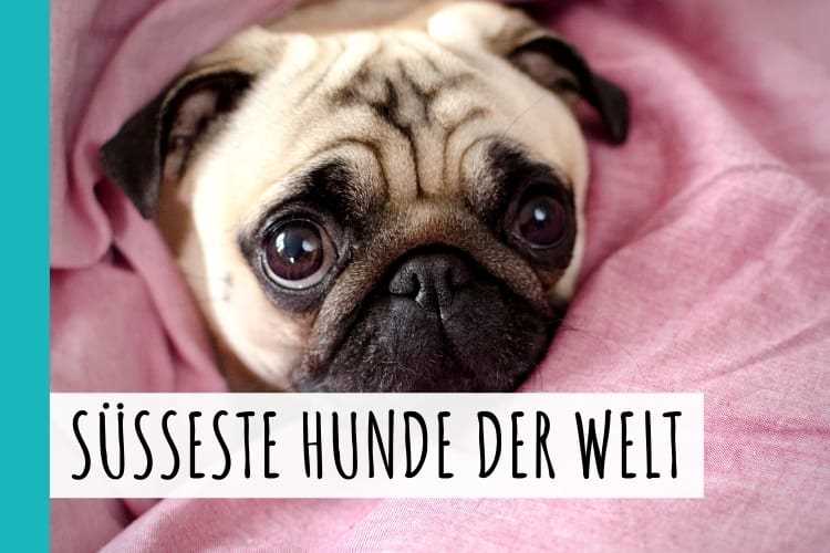 Was ist der süßeste Hund der Welt? | Der niedlichste Hunderrassen