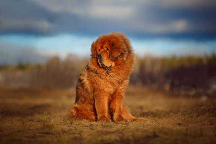 Was ist der teuerste Hund der Welt? Erfahren Sie mehr über diesen exklusiven Vierbeiner!