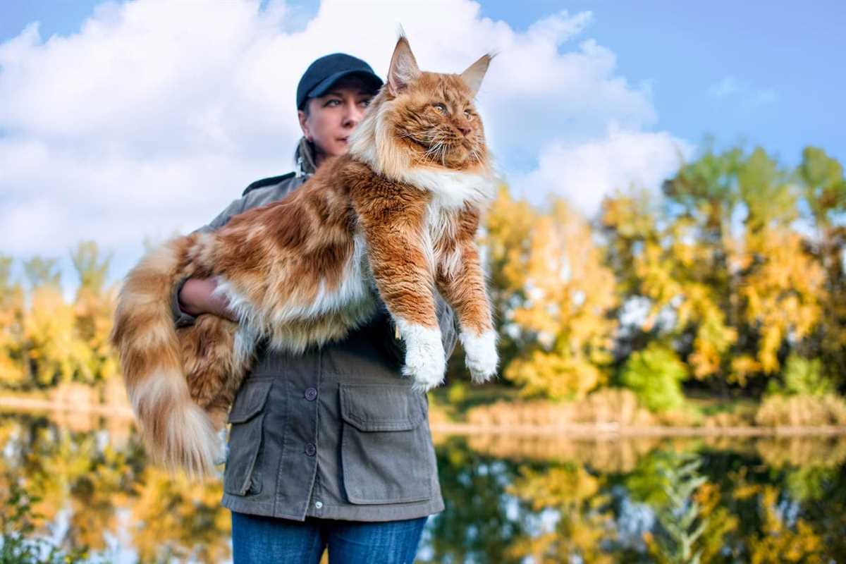 Die Pflege und Haltung der größten Katzenrasse