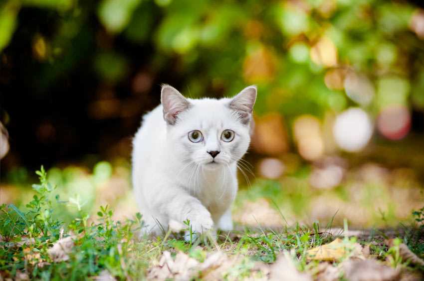 Was ist die kleinste Katze der Welt? Erfahren Sie alles über diese faszinierende Kreatur.