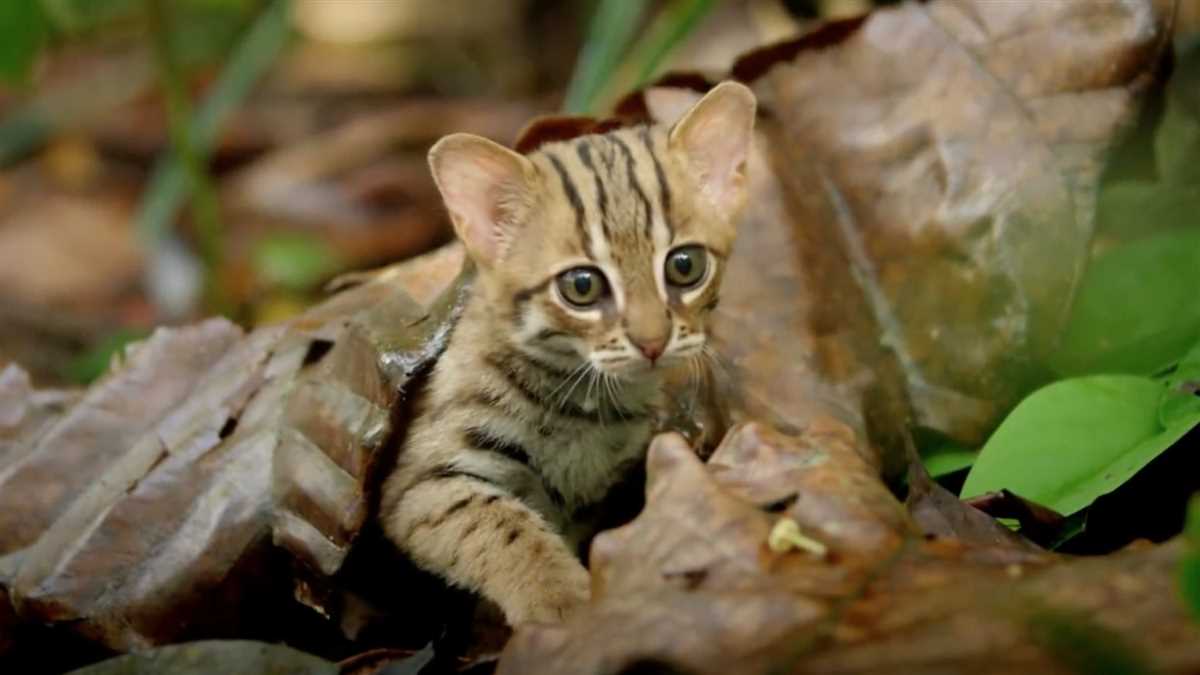 Die kleinste Katze aller Zeiten: Einblick in die Legende