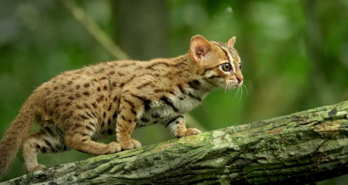 Wie groß ist die kleinste Katze der Welt? Erfahren Sie mehr!