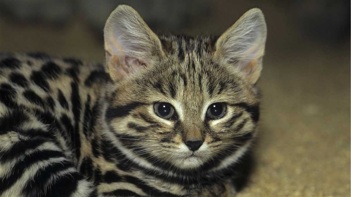 Vergleich mit anderen kleinen Katzenrassen: