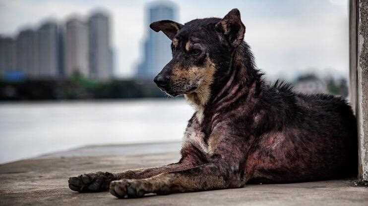 Was ist die Mittelmeerkrankheit bei Hunden? Ursachen, Symptome und Behandlung