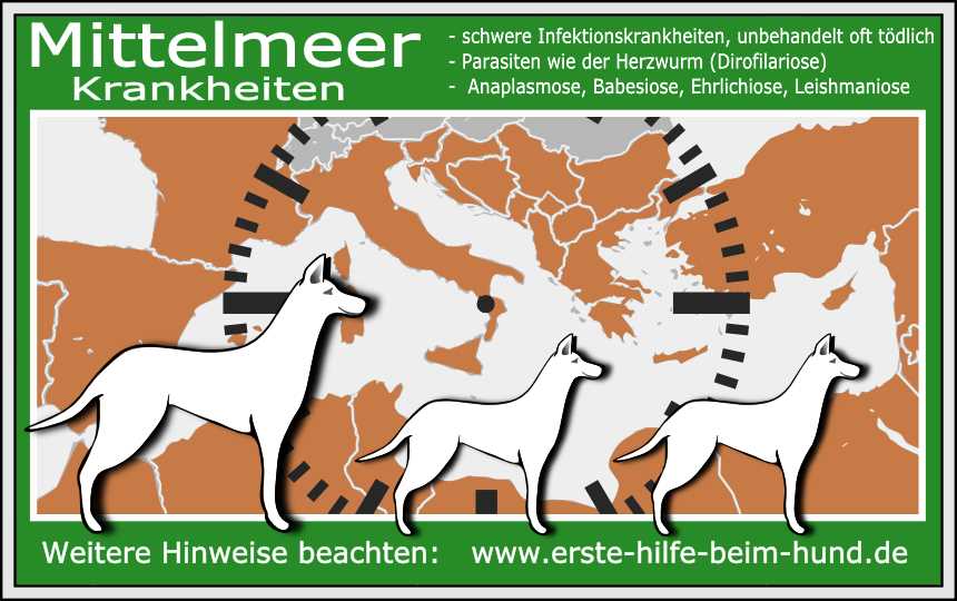 Prävention der Mittelmeerkrankheit bei Hunden