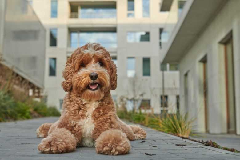 Was ist ein Doodle Hund? Alles, was Sie über diese beliebte Hunderasse wissen sollten