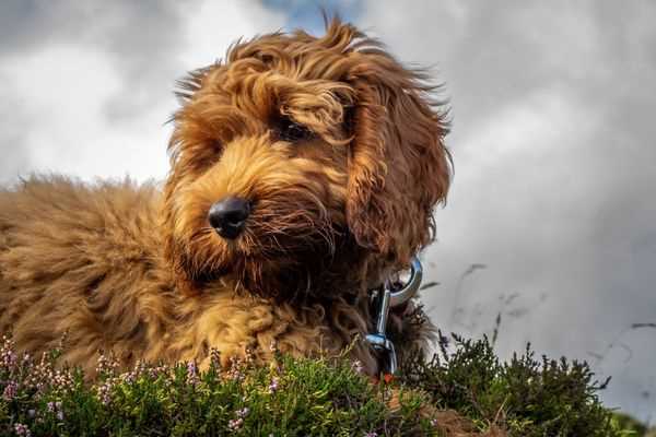 Sheepadoodle