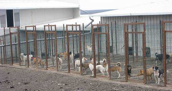 Warum sind Shelters für Hunde wichtig?