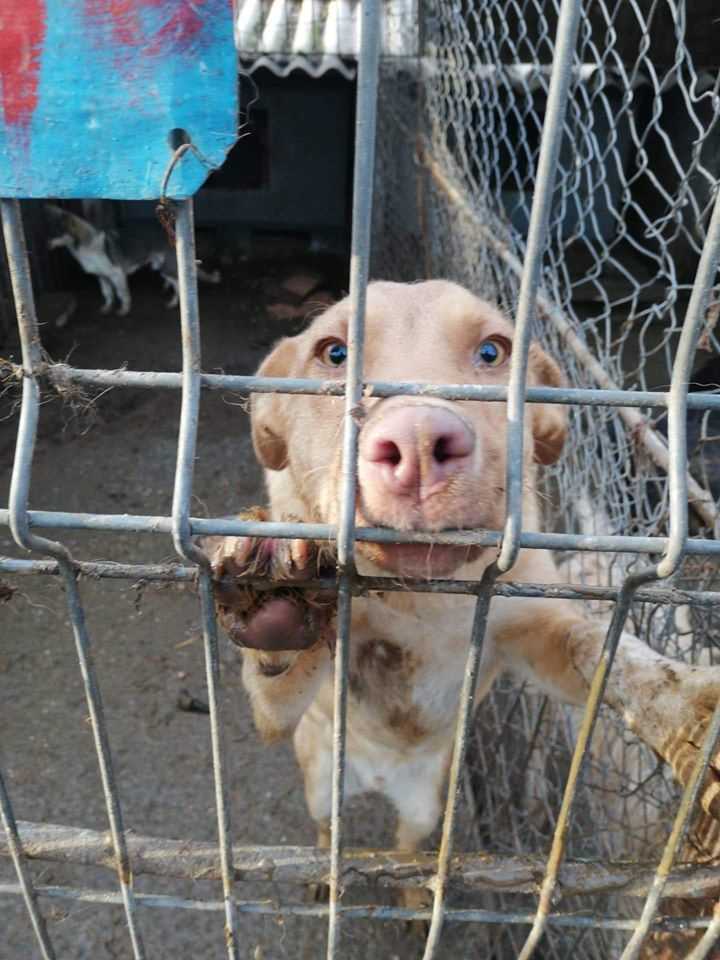 Wie kann man Shelters für Hunde unterstützen?