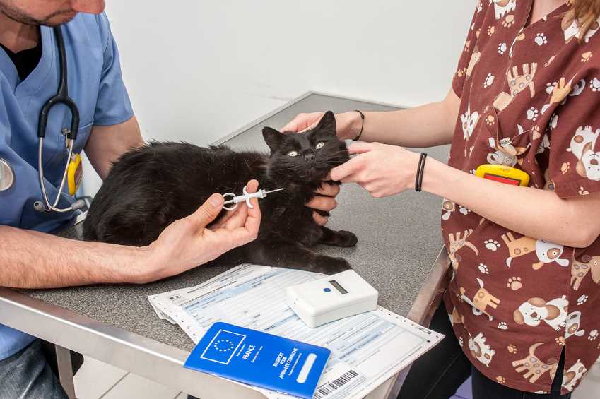 Welche Vorteile hat ein Transponder bei Katzen?