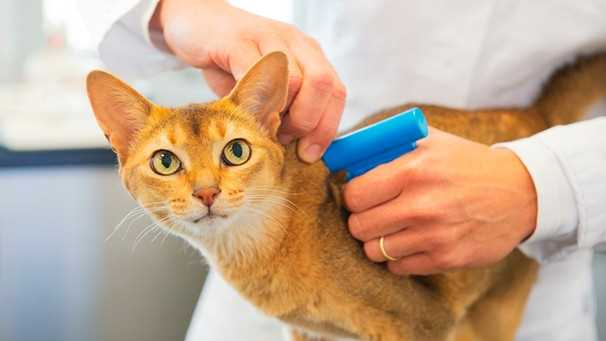 Was ist ein Transponder bei Katzen? Eine einfache Erklärung