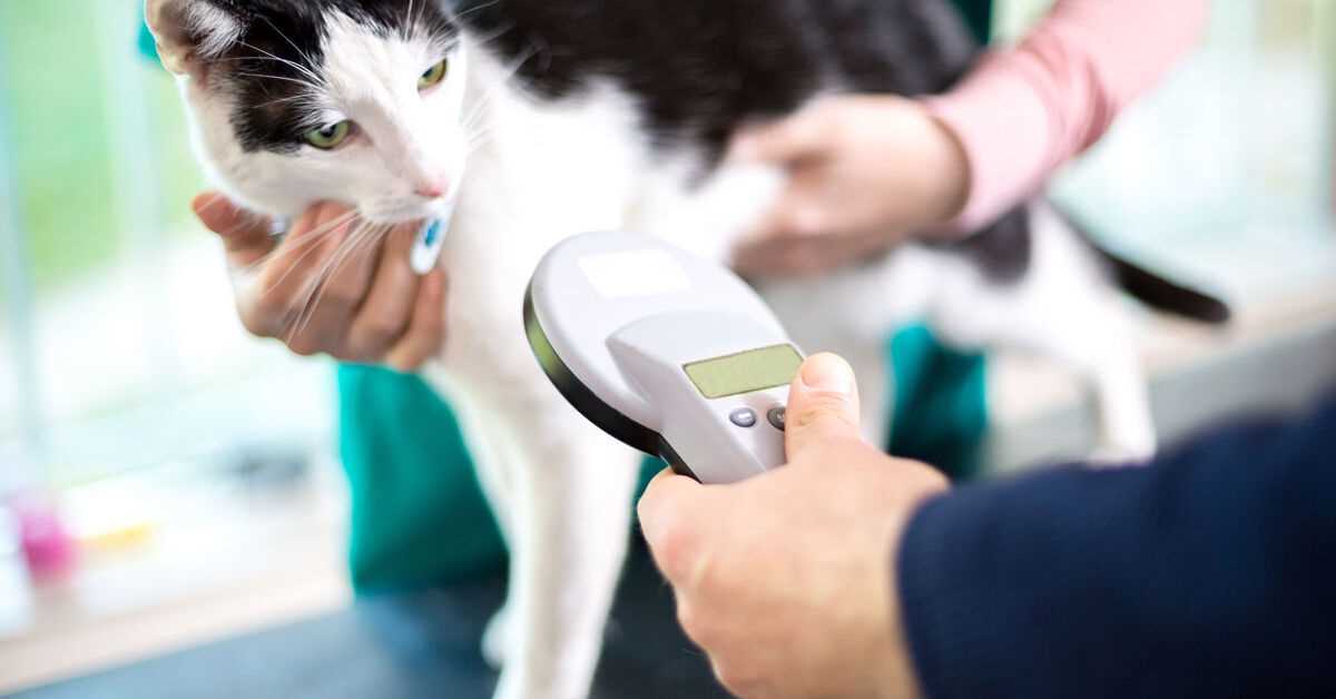 Wie funktioniert ein Transponder bei Katzen?