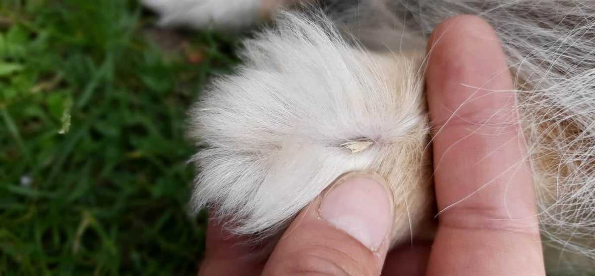 Behandlung einer Granne bei Hunden