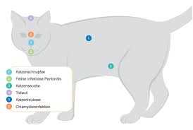 6. Verzicht auf Zucht von FIP-gefährdeten Katzen