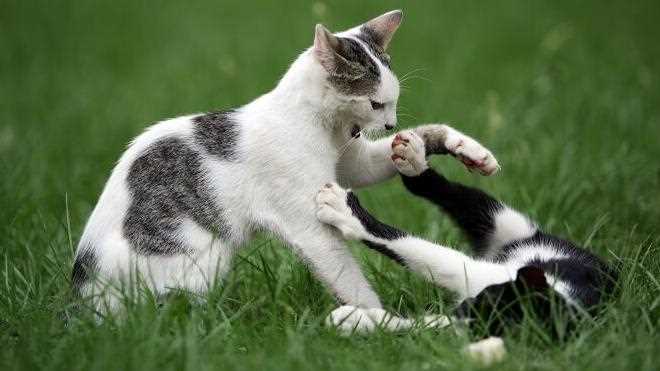 6. Halten Sie Ihre Katze drinnen