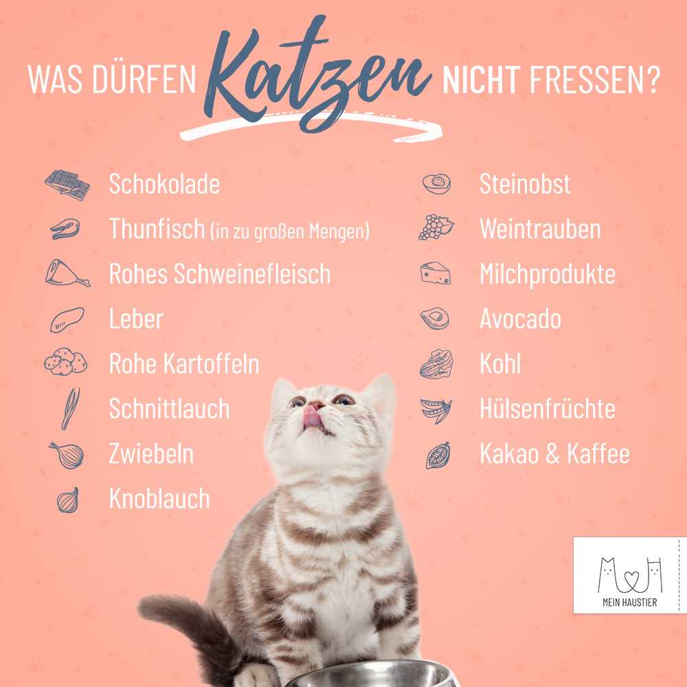 Was tun, wenn meine Katze Rosinen oder Weintrauben gegessen hat?