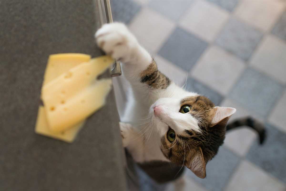 Milch und andere Milchprodukte: Nicht für Katzen geeignet