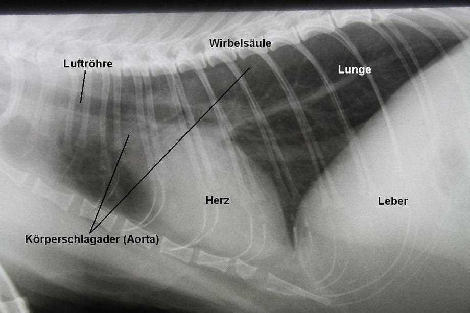 Behandlung von HCM bei Katzen