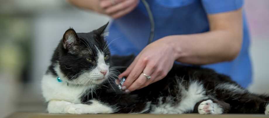 Ursachen von HCM bei Katzen