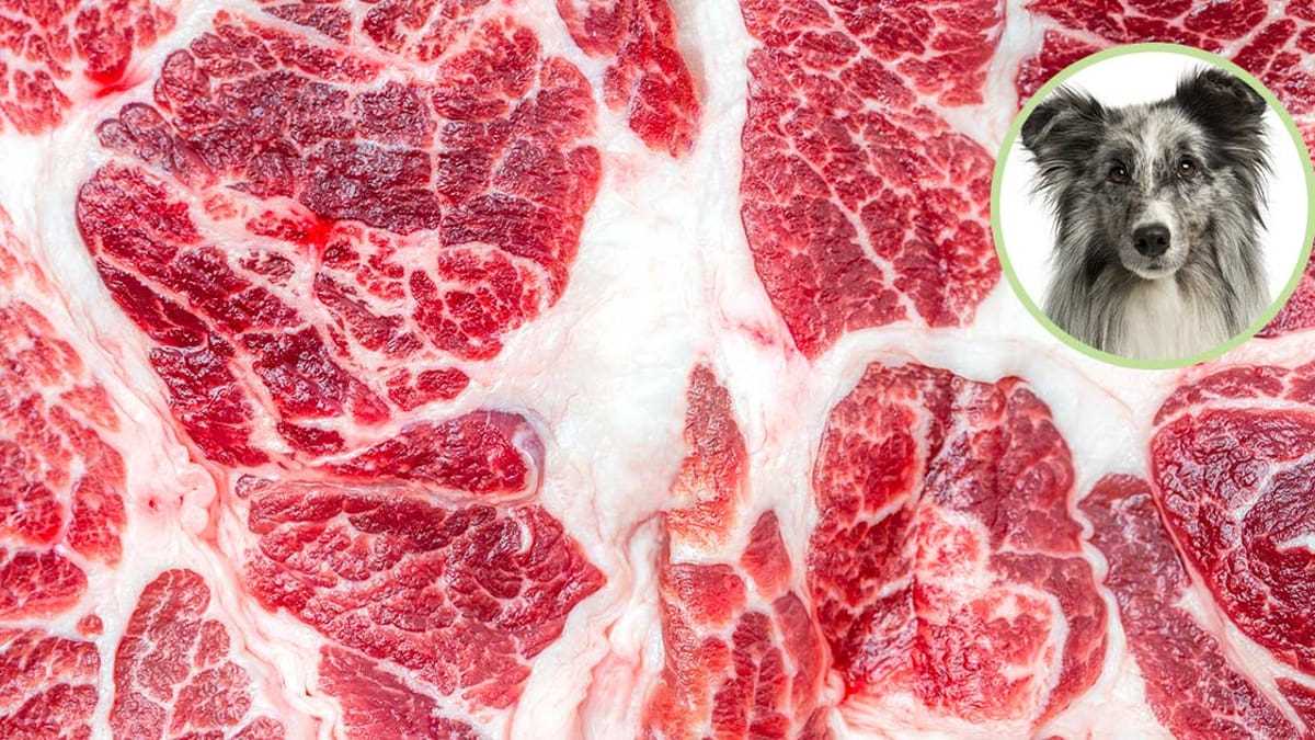 Gesundheitliche Vorteile von Muskelfleisch für Hunde