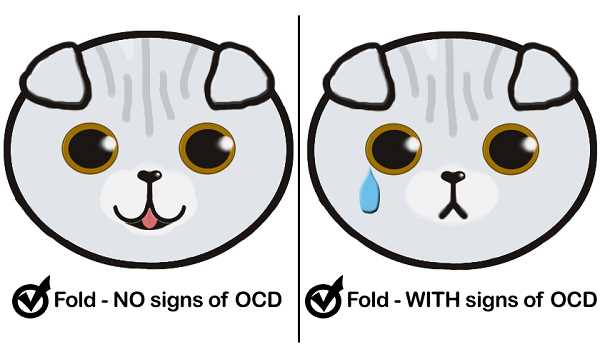 Was ist OCD bei Katzen?