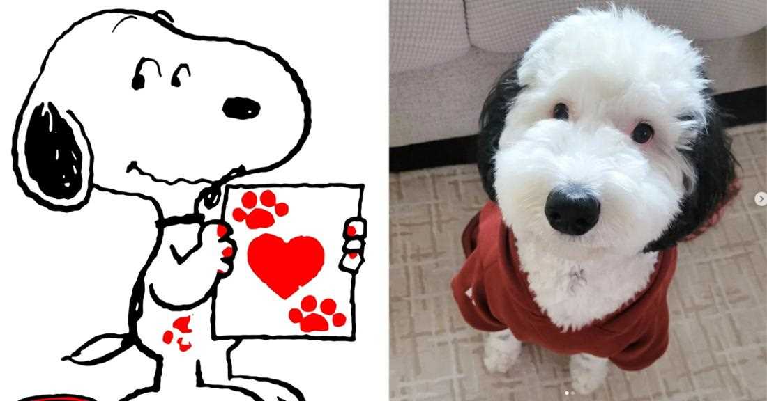 was ist snoopy fur ein hund.1