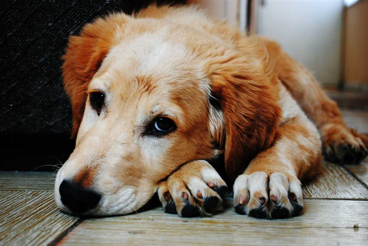 Behandlung von Schmerzen und Verletzungen beim Hund