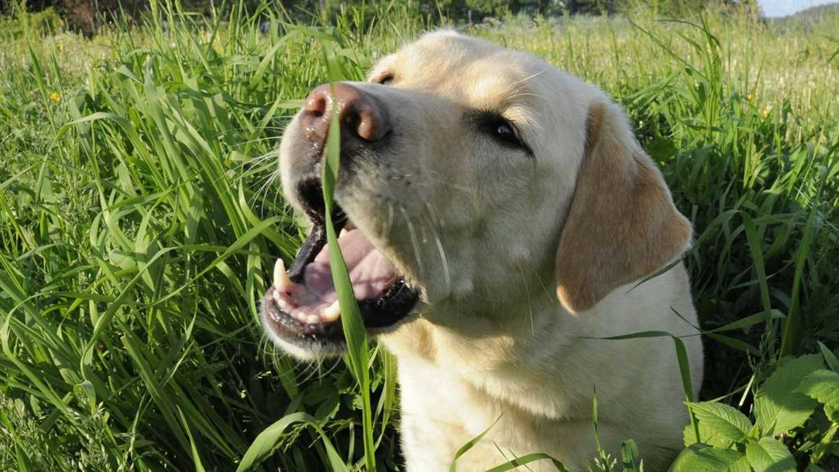 Was passiert, wenn ein Hund Gras frisst? Alle wichtigen Informationen