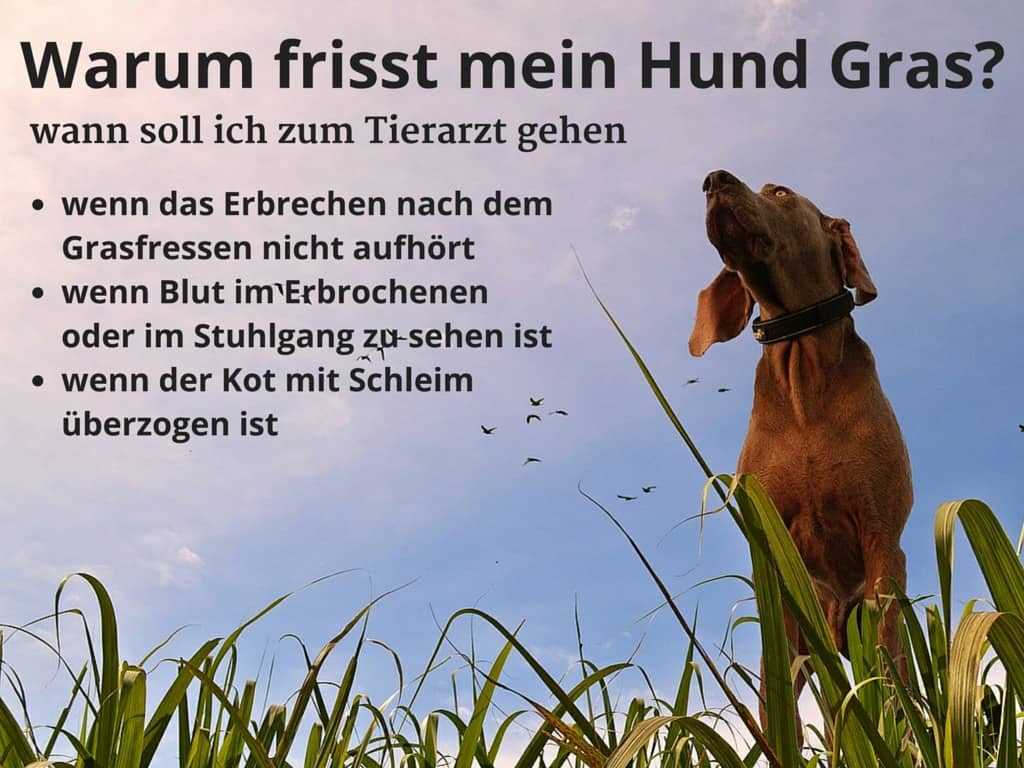 Grasfressen als natürliches Verhalten