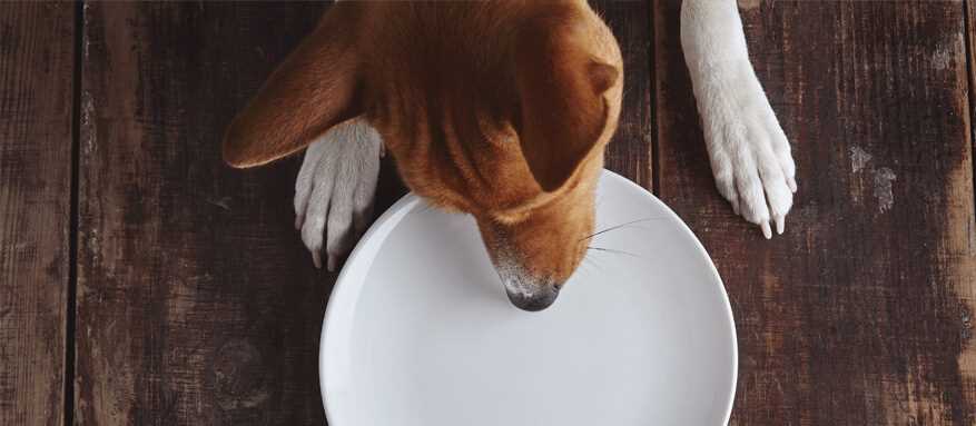 Was bedeutet es, wenn ein Hund viel trinkt? Ursachen und mögliche Erklärungen