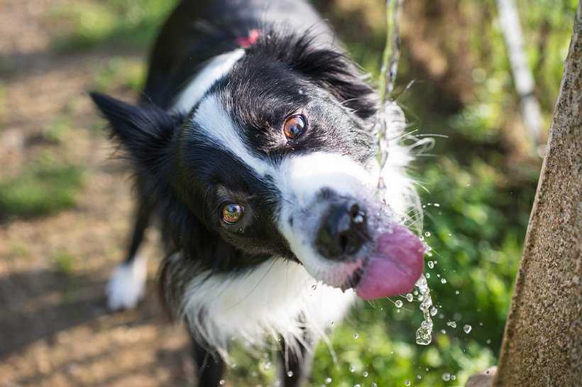 Symptome von Nierenerkrankungen bei Hunden