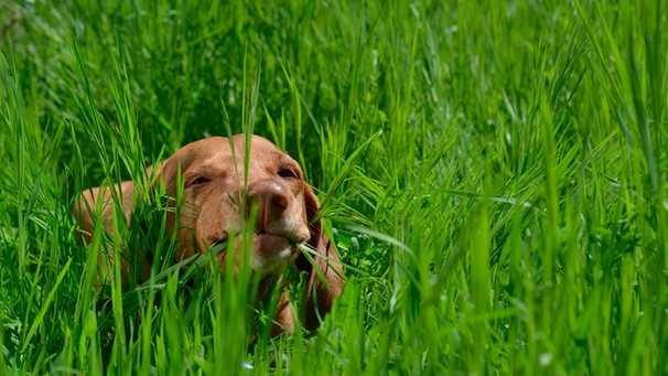 Tipps zur Vermeidung des übermäßigen Grasfressens