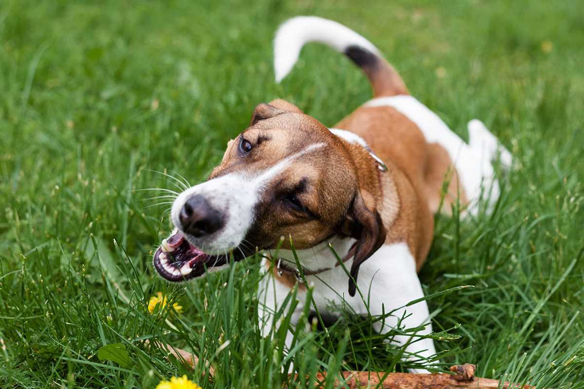 Mögliche gesundheitliche Vorteile des Grasfressens